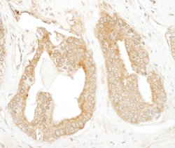 p600 Polyclonal Antibody, Bethyl Laboratories 10 &mu;L; Unconjugated:Antibodies,