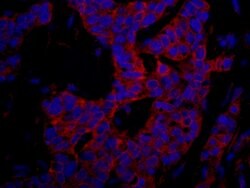 p600 Polyclonal Antibody, Bethyl Laboratories 10 &mu;L; Unconjugated:Antibodies,