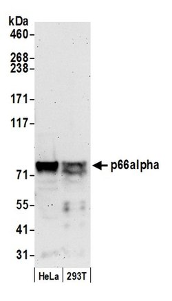 p66alpha Rabbit anti-Human, Mouse, Polyclonal, Bethyl Laboratories 100