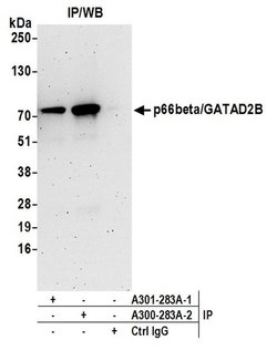 p66beta/GATAD2B Rabbit anti-Human, Polyclonal, Bethyl Laboratories 10 &mu;L;