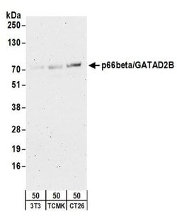 p66beta/GATAD2B Rabbit anti-Human, Mouse, Polyclonal, Bethyl Laboratories