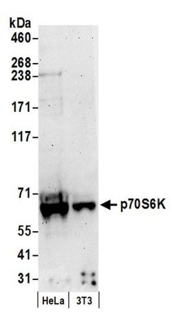 p70S6K Rabbit anti-Human, Mouse, Polyclonal, Bethyl Laboratories 100 &mu;l;