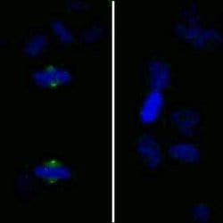 Phospho-Aurora A (Thr288) Polyclonal Antibody, Bethyl Laboratories:Antibodies:Primary