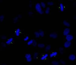 Phospho-Aurora A (Thr288) Polyclonal Antibody, Bethyl Laboratories 10 &mu;L;