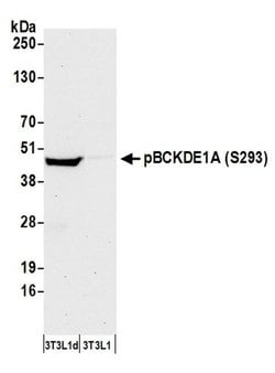 Phospho-BCKDE1A (Ser293) Polyclonal Antibody, Bethyl Laboratories 20 &mu;L;