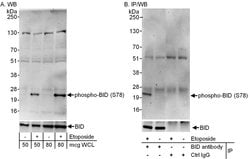 Phospho-BID (Ser78) Rabbit anti-Mouse, Polyclonal, Bethyl Laboratories