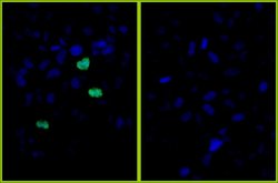 Phospho-Histone H3 (Ser10) Polyclonal Antibody, Bethyl Laboratories:Antibodies:Primary
