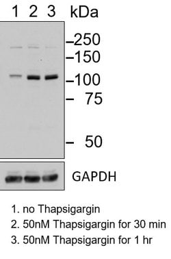 Invitrogen Phospho-IRE1 alpha (Ser724) Polyclonal Antibody 100 &mu;L; Unconjugated:Antibodies,