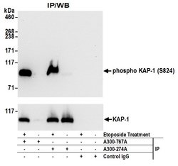 Phospho-KAP-1 (Ser824) Rabbit anti-Human, Mouse, Polyclonal, Bethyl Laboratories