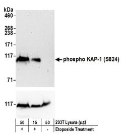 Phospho-KAP-1 (Ser824) Polyclonal Antibody, Bethyl Laboratories 20 &mu;L;