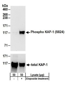 Phospho-KAP-1 (Ser824) Rabbit anti-Mouse, Polyclonal, Bethyl Laboratories