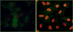 Phospho-KAP-1 (Ser824) Recombinant Rabbit Monoclonal Antibody (BL-246-7B5),