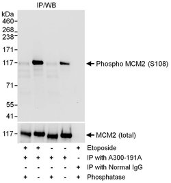 Phospho-MCM2 (Ser108) Rabbit anti-Human, Mouse, Polyclonal, Bethyl Laboratories