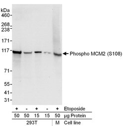 Phospho-MCM2 (Ser108) Rabbit anti-Human, Mouse, Polyclonal, Bethyl Laboratories