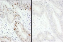 Phospho-MCM2 (Ser40, Ser41) Rabbit anti-Human, Polyclonal, Bethyl Laboratories
