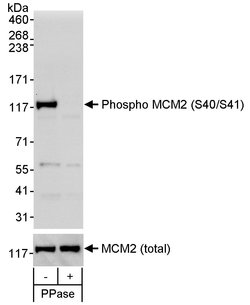 Phospho-MCM2 (Ser40, Ser41) Rabbit anti-Human, Polyclonal, Bethyl Laboratories