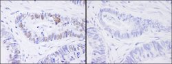 Phospho-MCM2 (Ser41) Polyclonal Antibody, Bethyl Laboratories 10 &mu;L;