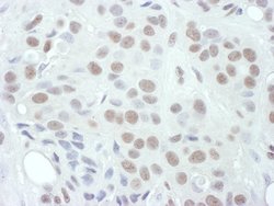 Phospho-MEK1 (Thr286) Rabbit anti-Human, Mouse, Polyclonal, Bethyl Laboratories