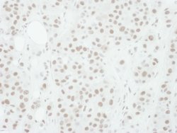 Phospho-MEK1 (Thr286) Goat anti-Human, Mouse, Polyclonal, Bethyl Laboratories 100 &mu;L | Buy Online | Bethyl Laboratories, Inc | Fisher Scientific