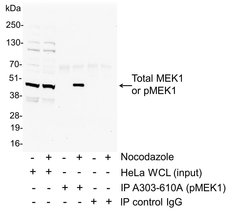 Phospho-MEK1 (Thr286) Rabbit anti-Human, Mouse, Polyclonal, Bethyl Laboratories
