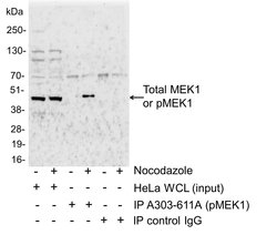 Phospho-MEK1 (Thr286) Goat anti-Human, Mouse, Polyclonal, Bethyl Laboratories 100 &mu;L | Buy Online | Bethyl Laboratories, Inc | Fisher Scientific