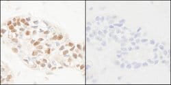 Phospho-PCNA (Tyr211) Polyclonal Antibody, Bethyl Laboratories:Antibodies:Primary