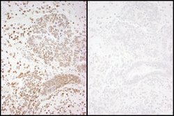 Phospho-RNA Polymerase II (Ser2) Polyclonal Antibody, Bethyl Laboratories