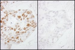 Phospho-RNA Polymerase II (Ser2) Polyclonal Antibody, Bethyl Laboratories
