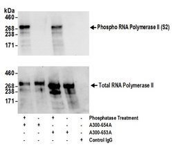 Phospho-RNA Polymerase II (Ser2) Rabbit anti-Human, Mouse, Polyclonal,