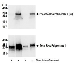 Phospho-RNA Polymerase II (Ser2) Rabbit anti-Human, Mouse, Polyclonal,