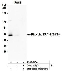 Phospho-RPA32 (Ser4, Ser8) Rabbit anti-Human, Mouse, Polyclonal, Bethyl