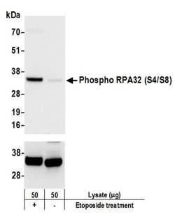 Phospho-RPA32 (Ser4, Ser8) Rabbit anti-Human, Mouse, Polyclonal, Bethyl