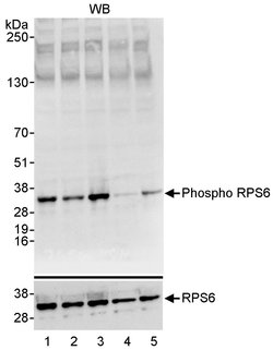 Phospho-RPS6 (Ser235, Ser236) Rabbit anti-Human, Polyclonal, Bethyl Laboratories