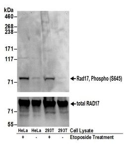 Phospho-Rad17 (Ser645) Rabbit anti-Human, Mouse, Polyclonal, Bethyl Laboratories