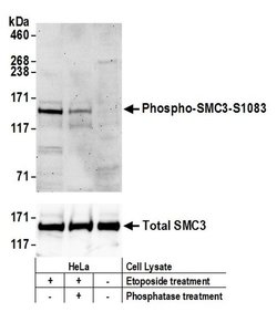 Phospho-SMC3 (Ser1083) Rabbit anti-Human, Polyclonal, Bethyl Laboratories