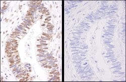 Phospho-SMC3 (Ser1083) Polyclonal Antibody, Bethyl Laboratories:Antibodies:Primary