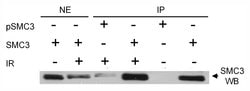 Phospho-SMC3 (Ser383) Rabbit anti-Human, Polyclonal, Bethyl Laboratories