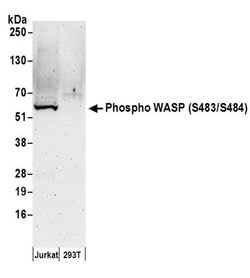 Phospho-WASP (Ser483, Ser484) Rabbit anti-Human, Polyclonal, Bethyl Laboratories