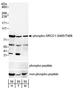 Phospho-XRCC1 (Ser485, Thr488) Rabbit anti-Human, Mouse, Polyclonal, Bethyl