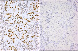 Phospho-XRCC1 (Ser485,Thr488) Polyclonal Antibody, Bethyl Laboratories:Antibodies:Primary