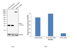Invitrogen Profilin 1 Polyclonal Antibody 100 &mu;L; Unconjugated:Antibodies,