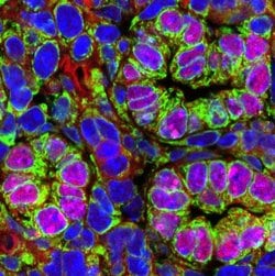 Invitrogen ERp57 Polyclonal Antibody 100 &mu;L; Unconjugated:Antibodies,