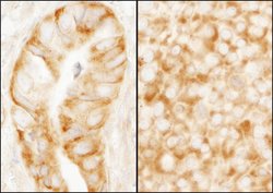 rpL7a/SURF3 Rabbit anti-Human, Mouse, Polyclonal, Bethyl Laboratories 100