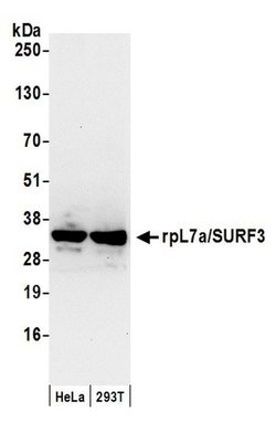 rpL7a/SURF3 Rabbit anti-Human, Mouse, Polyclonal, Bethyl Laboratories 100