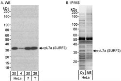rpL7a/SURF3 Rabbit anti-Human, Mouse, Polyclonal, Bethyl Laboratories 100