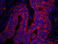 rpL7a/SURF3 Polyclonal Antibody, Bethyl Laboratories 10 &mu;L; Unconjugated:Antibodies,