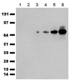 tdTomato Goat anti-Tag, Polyclonal, liquid, TrueMAB 150 &mu;L; Unconjugated:Antibodies,