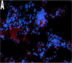 Invitrogen F(ab')2-Goat anti-Mouse IgG (H+L) Cross-Adsorbed Secondary Antibody,