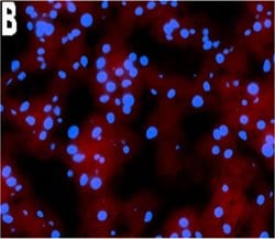 Invitrogen F(ab')2-Goat anti-Mouse IgG (H+L) Cross-Adsorbed Secondary Antibody,