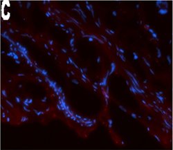Invitrogen F(ab')2-Goat anti-Mouse IgG (H+L) Cross-Adsorbed Secondary Antibody,